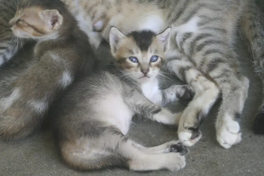 Cat with 2 babies For Adoption — photo 4