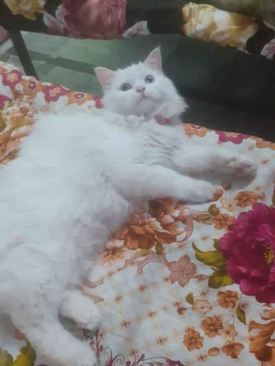 cat for sale