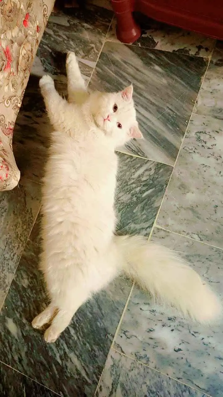 cat for sale — photo 2