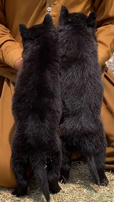 Black Shepherd long coat pair for sale