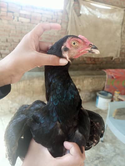 mushka chitkana Aseel patha for sale