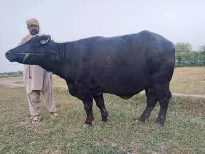 Healthy Bhains 4-5 Saal | First Delivery | Ghar Ki Pali Hui