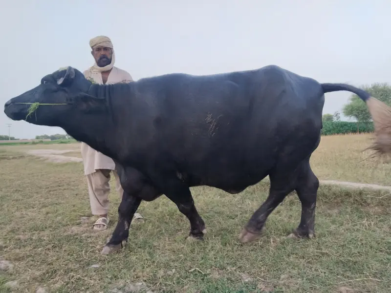 Healthy Bhains 4-5 Saal | First Delivery | Ghar Ki Pali Hui — photo 2