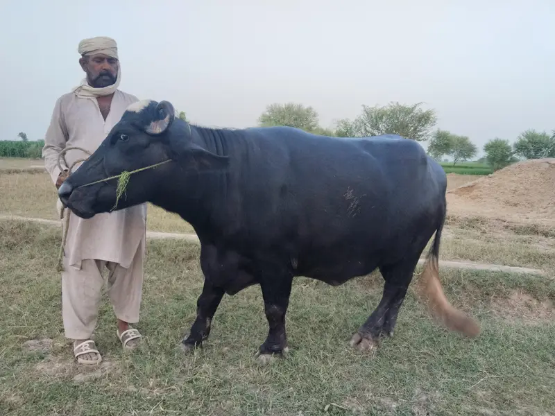 Healthy Bhains 4-5 Saal | First Delivery | Ghar Ki Pali Hui — photo 3