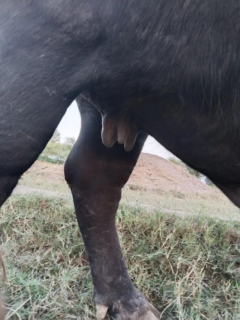 Healthy Bhains 4-5 Saal | First Delivery | Ghar Ki Pali Hui — photo 4