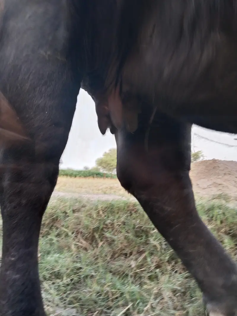 Healthy Bhains 4-5 Saal | First Delivery | Ghar Ki Pali Hui — photo 5