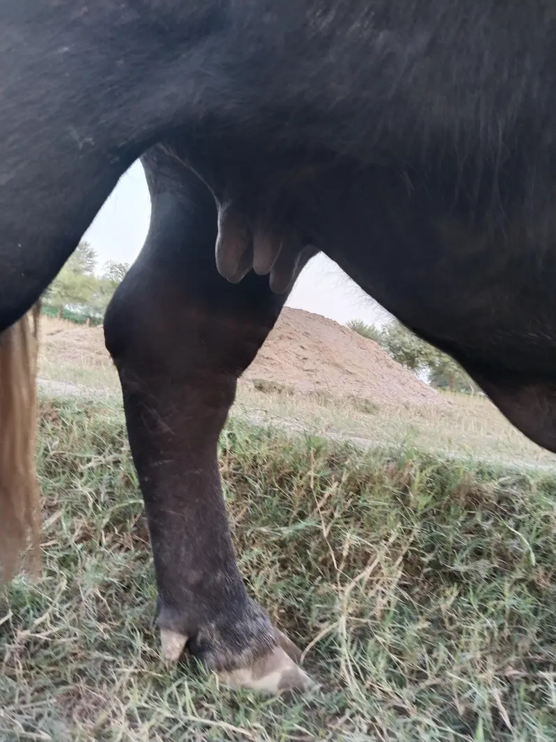 Healthy Bhains 4-5 Saal | First Delivery | Ghar Ki Pali Hui — photo 6