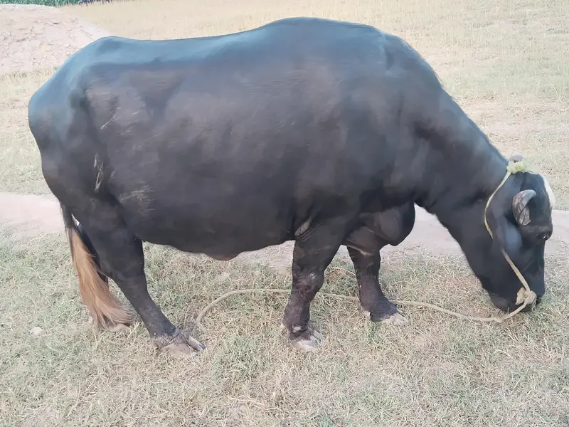 Healthy Bhains 4-5 Saal | First Delivery | Ghar Ki Pali Hui — photo 7