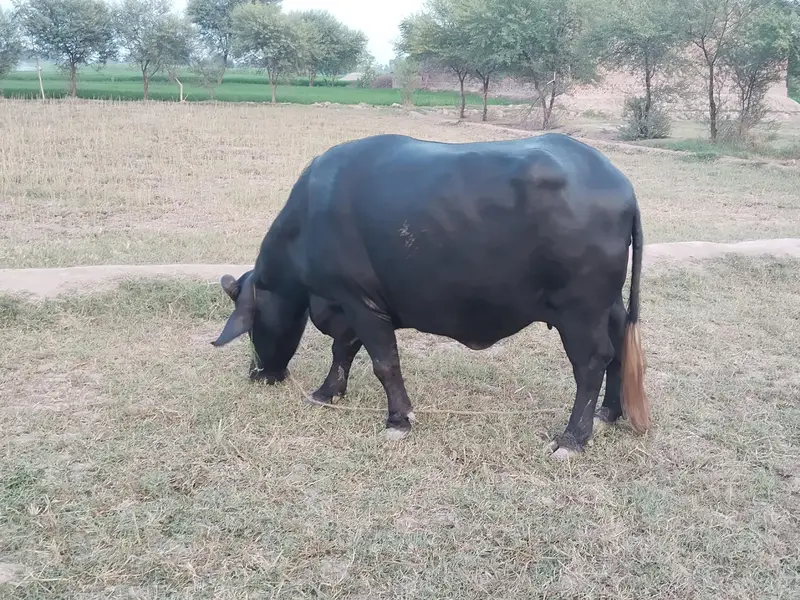 Healthy Bhains 4-5 Saal | First Delivery | Ghar Ki Pali Hui — photo 9