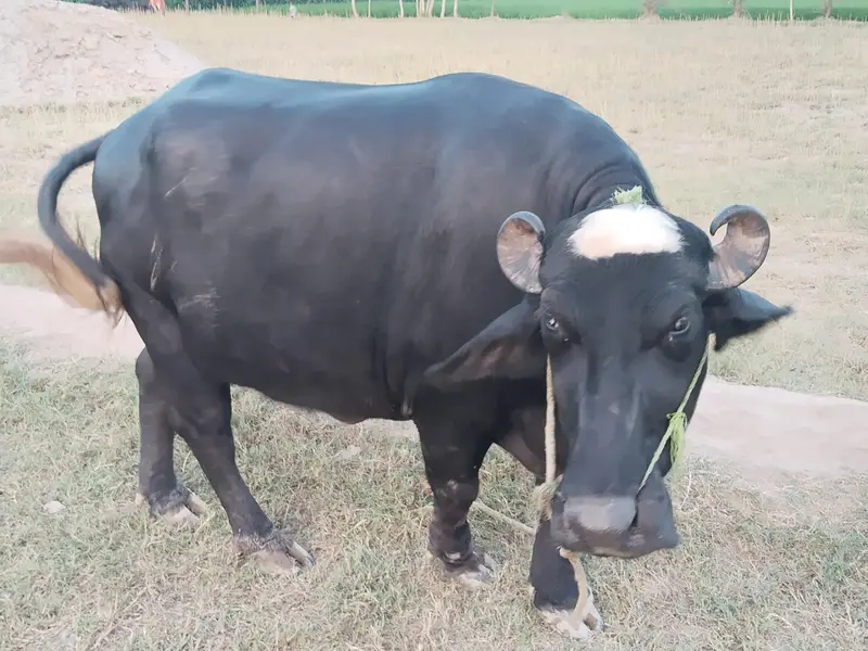 Healthy Bhains 4-5 Saal | First Delivery | Ghar Ki Pali Hui — photo 10