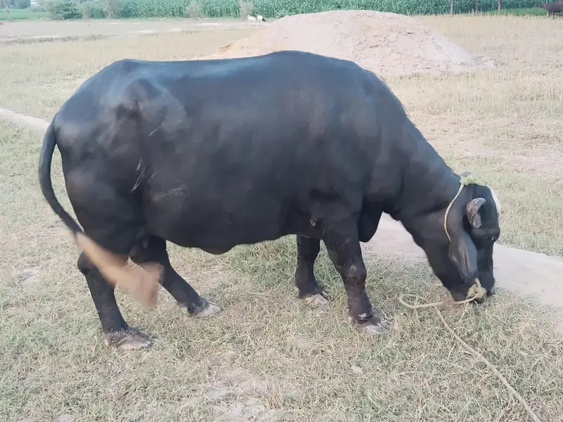 Healthy Bhains 4-5 Saal | First Delivery | Ghar Ki Pali Hui — photo 11