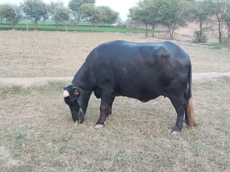 Healthy Bhains 4-5 Saal | First Delivery | Ghar Ki Pali Hui — photo 12
