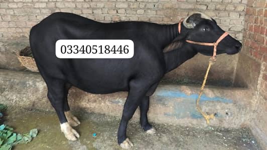Buffalo  for sale