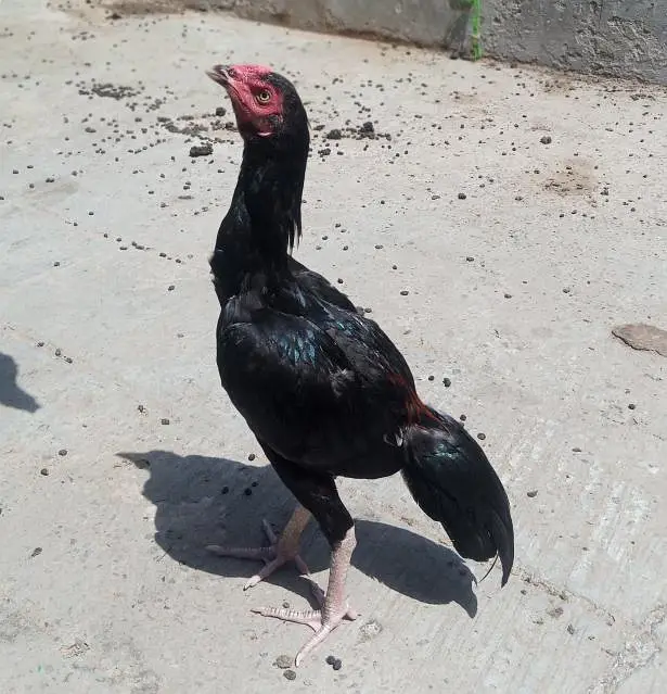 mushka chitkana Aseel patha for sale — photo 3