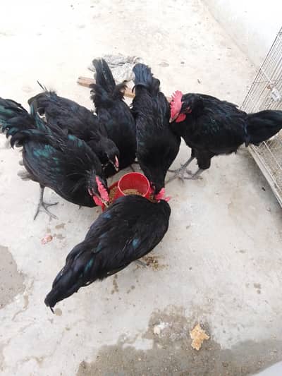Austroloo Male for Sale