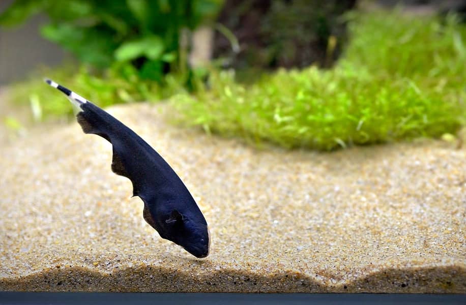 Black Ghost Knifefish Pair 0