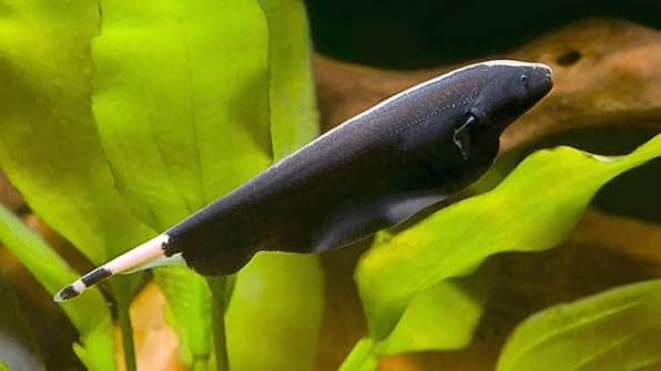 Black Ghost Knifefish Pair 1