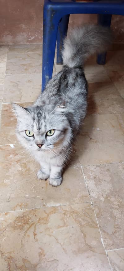 `For Sale: Beautiful Long-Haired Silver Tabby Cat - Karachi`