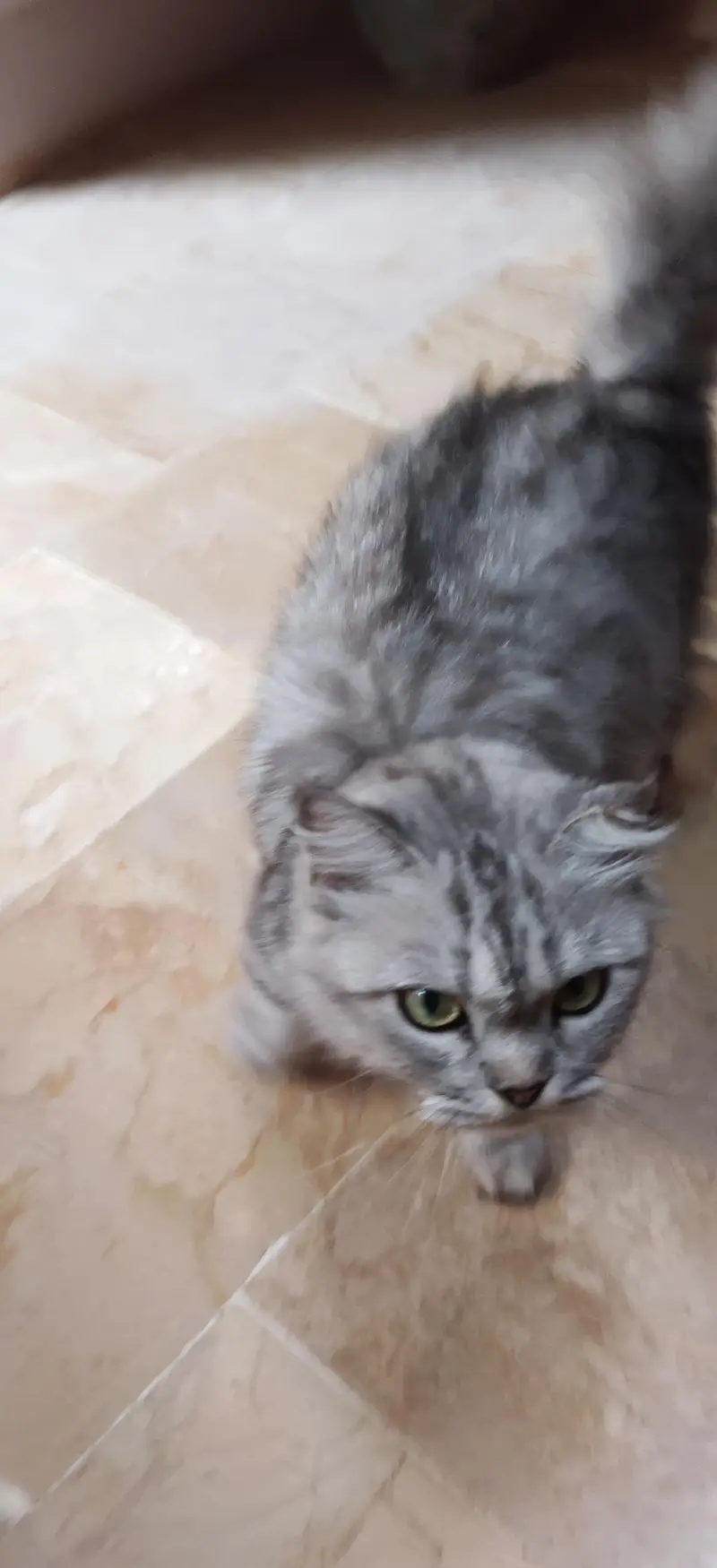 `For Sale: Beautiful Long-Haired Silver Tabby Cat - Karachi` — photo 2