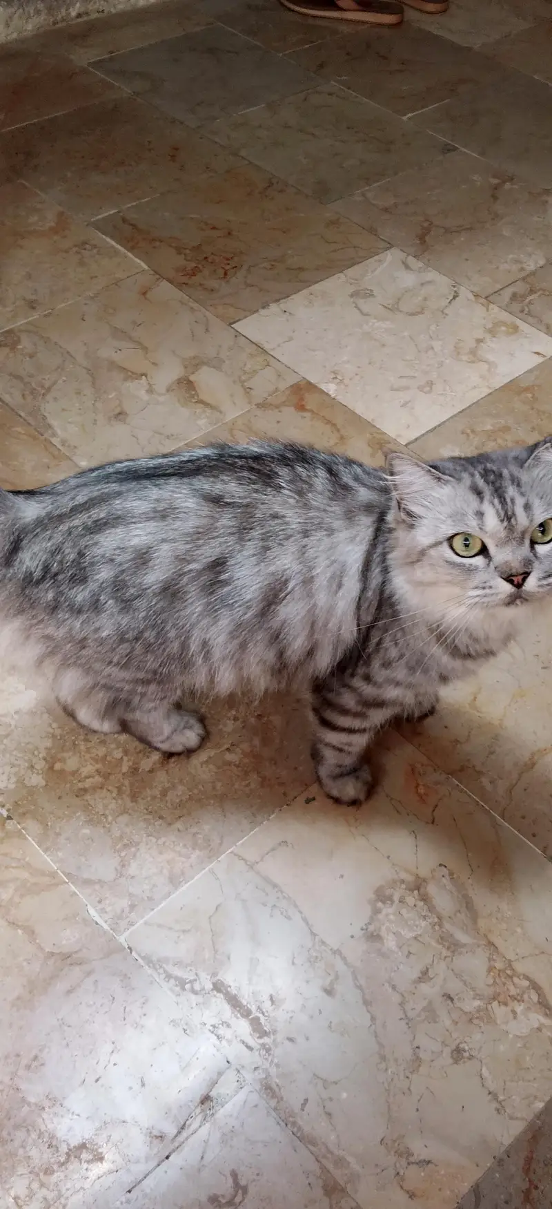 `For Sale: Beautiful Long-Haired Silver Tabby Cat - Karachi` — photo 3
