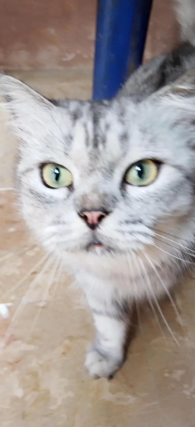 `For Sale: Beautiful Long-Haired Silver Tabby Cat - Karachi` — photo 4