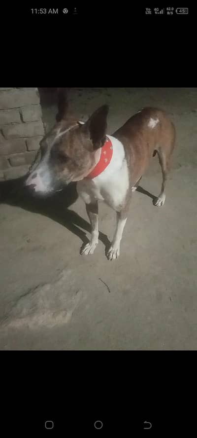 agrasive and security dog