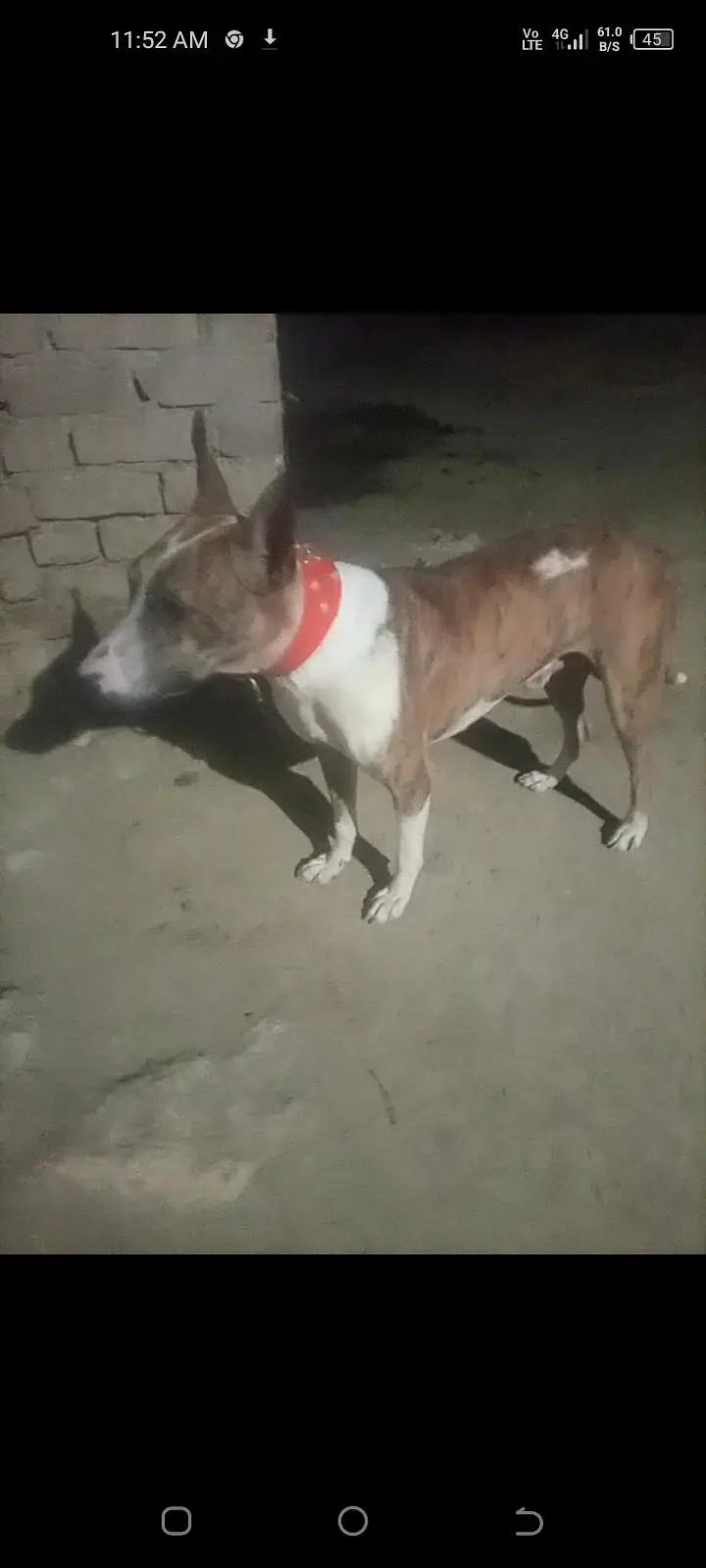 agrasive and security dog — photo 2