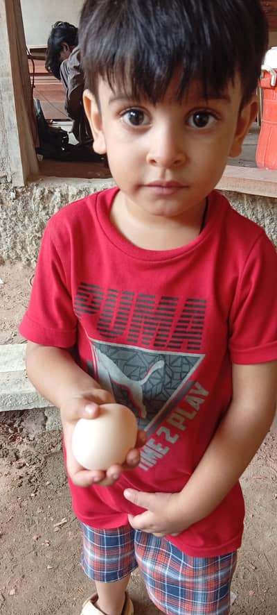 Punjab breed Aseel setup all sale eggs lying