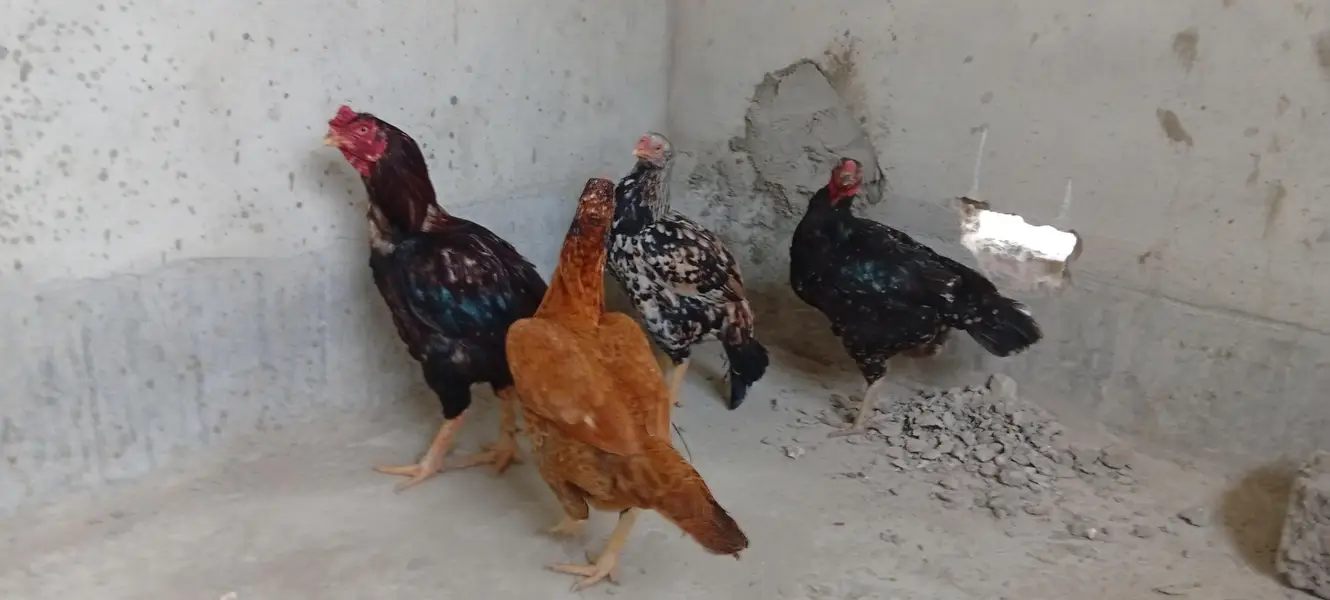 Punjab breed Aseel setup all sale eggs lying — photo 2