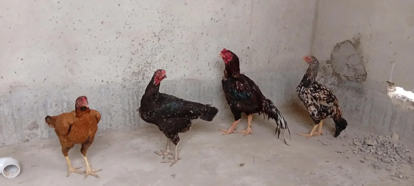 Punjab breed Aseel setup all sale eggs lying — photo 3