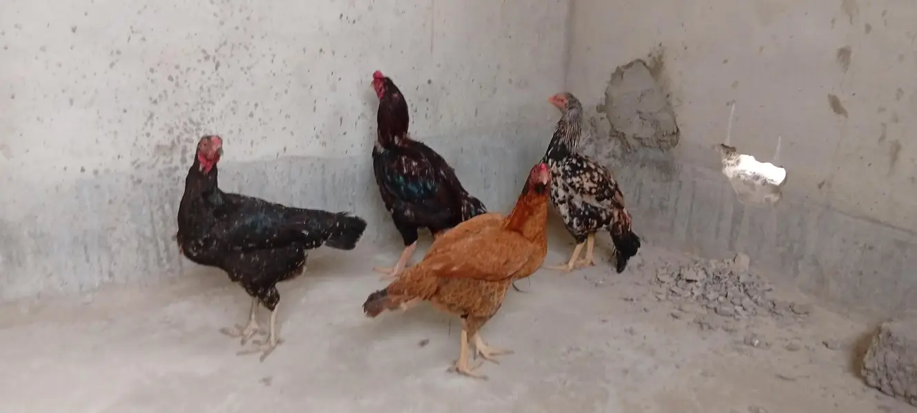 Punjab breed Aseel setup all sale eggs lying — photo 4