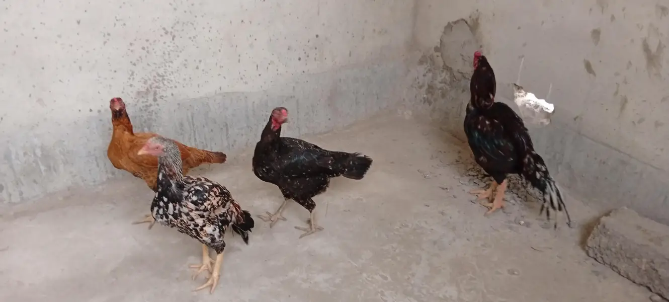 Punjab breed Aseel setup all sale eggs lying — photo 5