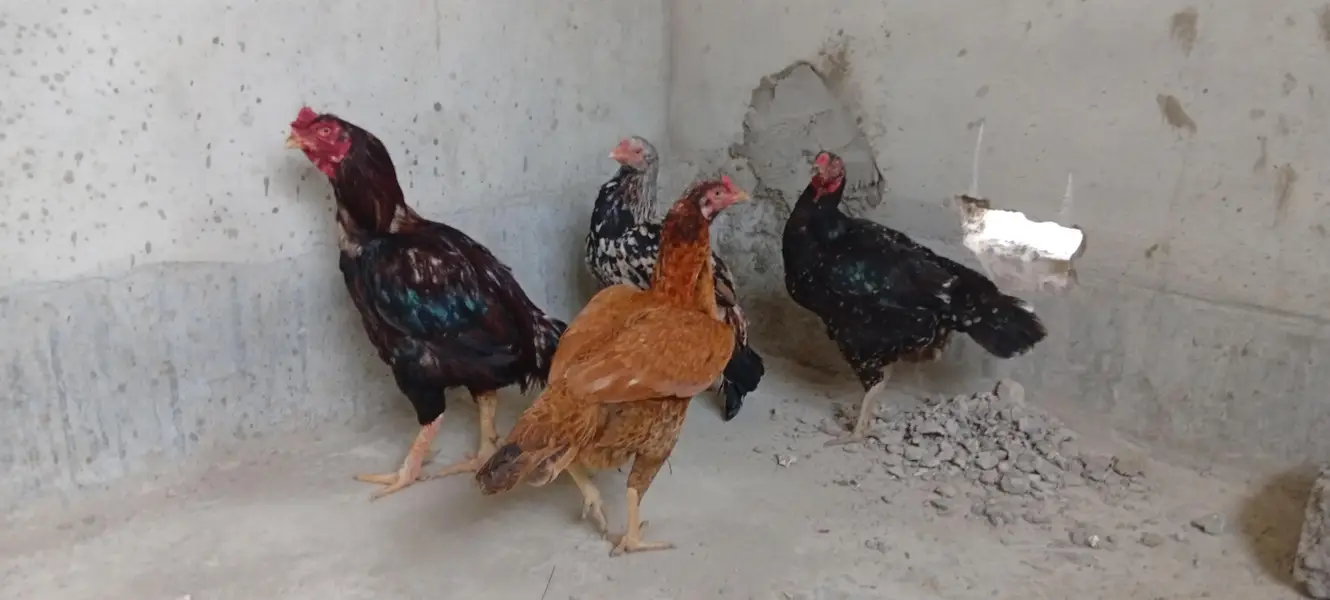 Punjab breed Aseel setup all sale eggs lying — photo 6