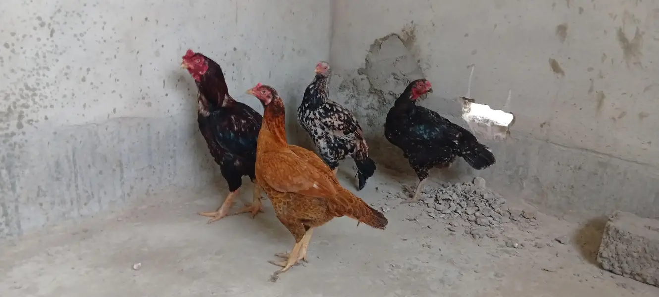 Punjab breed Aseel setup all sale eggs lying — photo 7