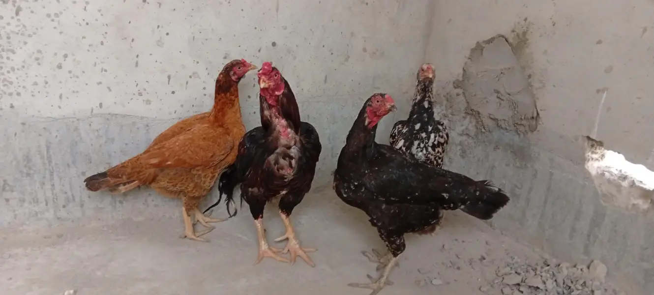 Punjab breed Aseel setup all sale eggs lying — photo 8