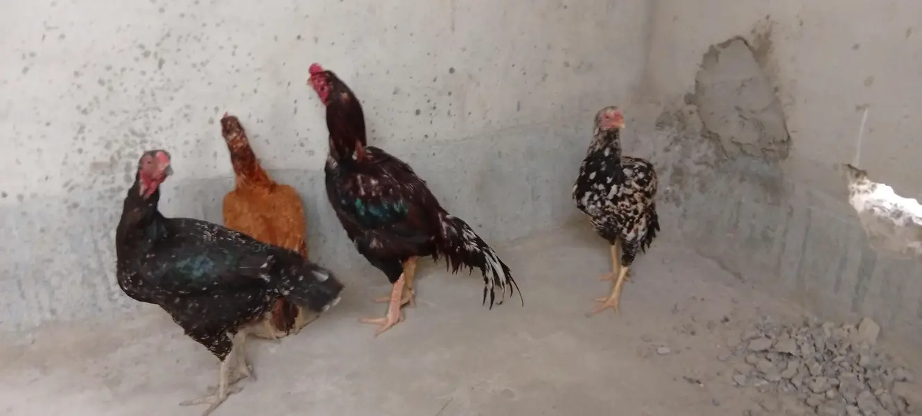 Punjab breed Aseel setup all sale eggs lying — photo 9
