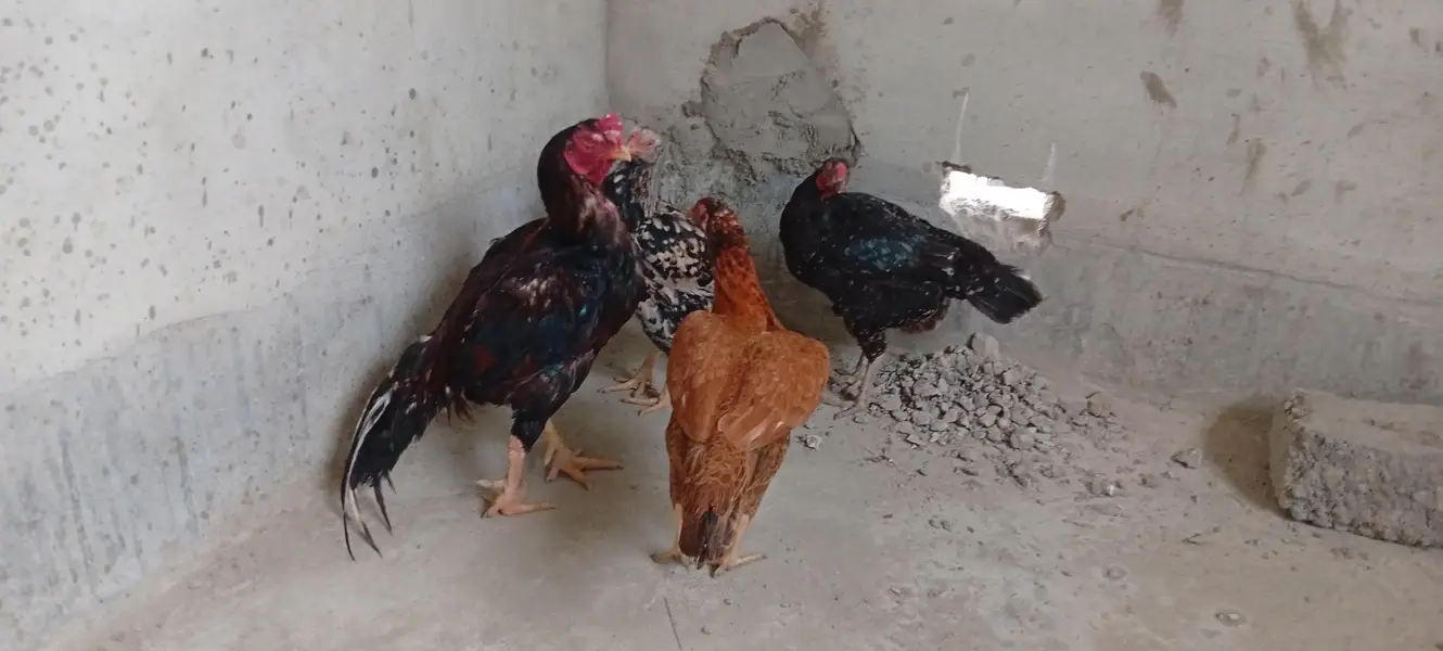 Punjab breed Aseel setup all sale eggs lying — photo 10