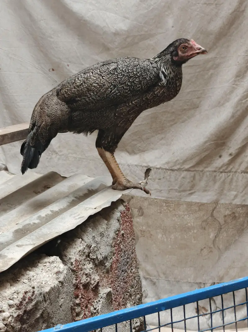 aseel — photo 3