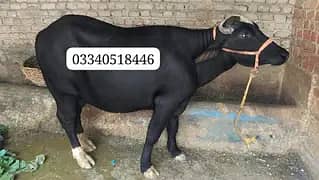 Buffalo  for sale
