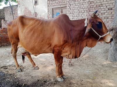 Pure Sahiwal Pregnant Cow | 4th Calving | 2 Days Overdue | 12 KG Milk