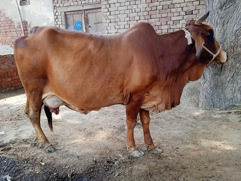 Pure Sahiwal Pregnant Cow | 4th Calving | 2 Days Overdue | 12 KG Milk — photo 2