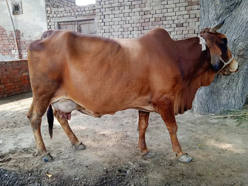 Pure Sahiwal Pregnant Cow | 4th Calving | 2 Days Overdue | 12 KG Milk — photo 3