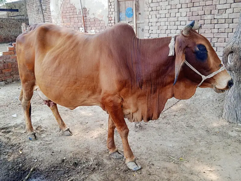 Pure Sahiwal Pregnant Cow | 4th Calving | 2 Days Overdue | 12 KG Milk — photo 4