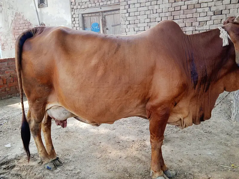 Pure Sahiwal Pregnant Cow | 4th Calving | 2 Days Overdue | 12 KG Milk — photo 5