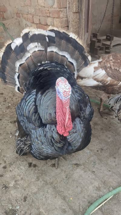 turkey