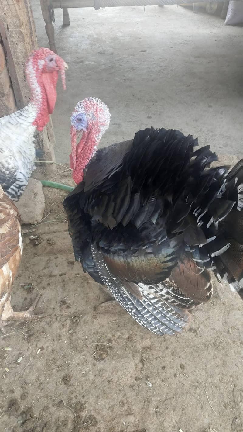 turkey 1