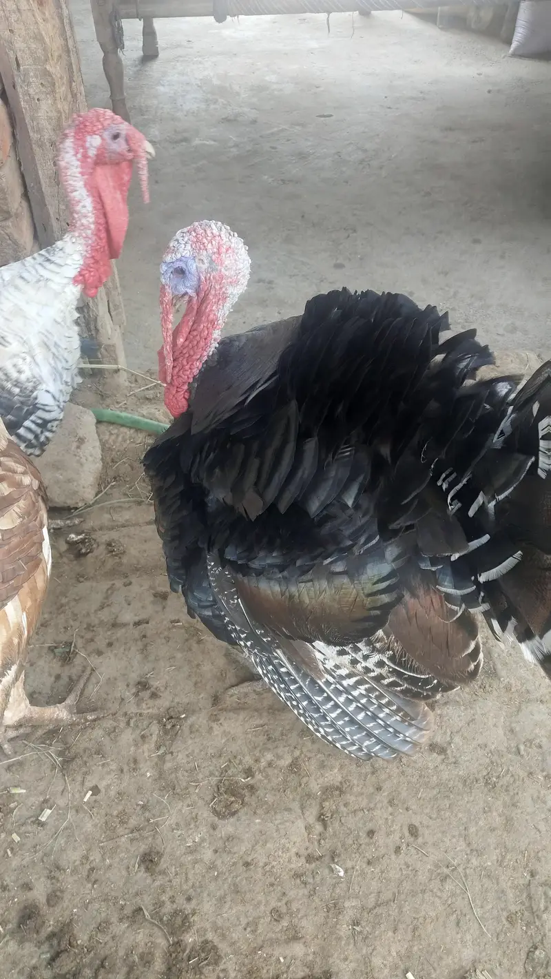 turkey — photo 2