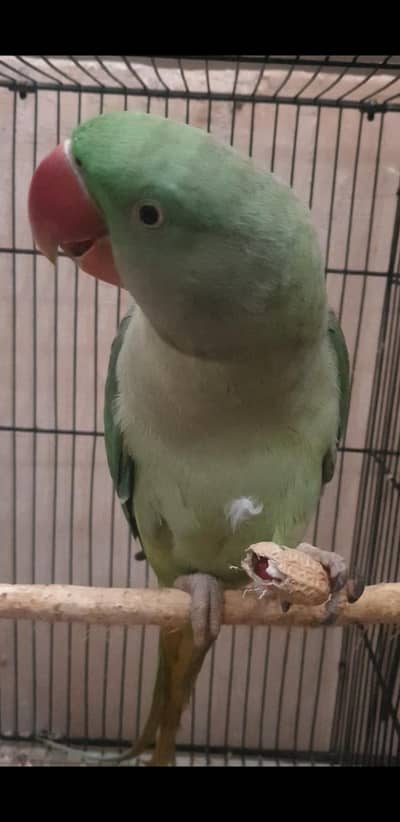 hand tammed Young Raw parrots ( Female)