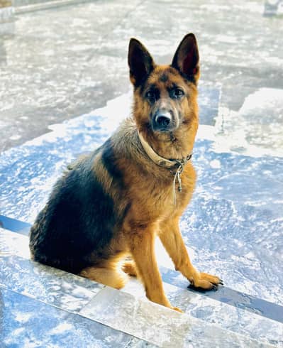 German Shepherd Dog – Healthy & Active | For Sale