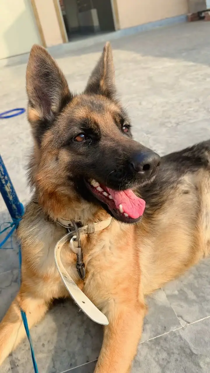 German Shepherd Dog – Healthy & Active | For Sale — photo 2